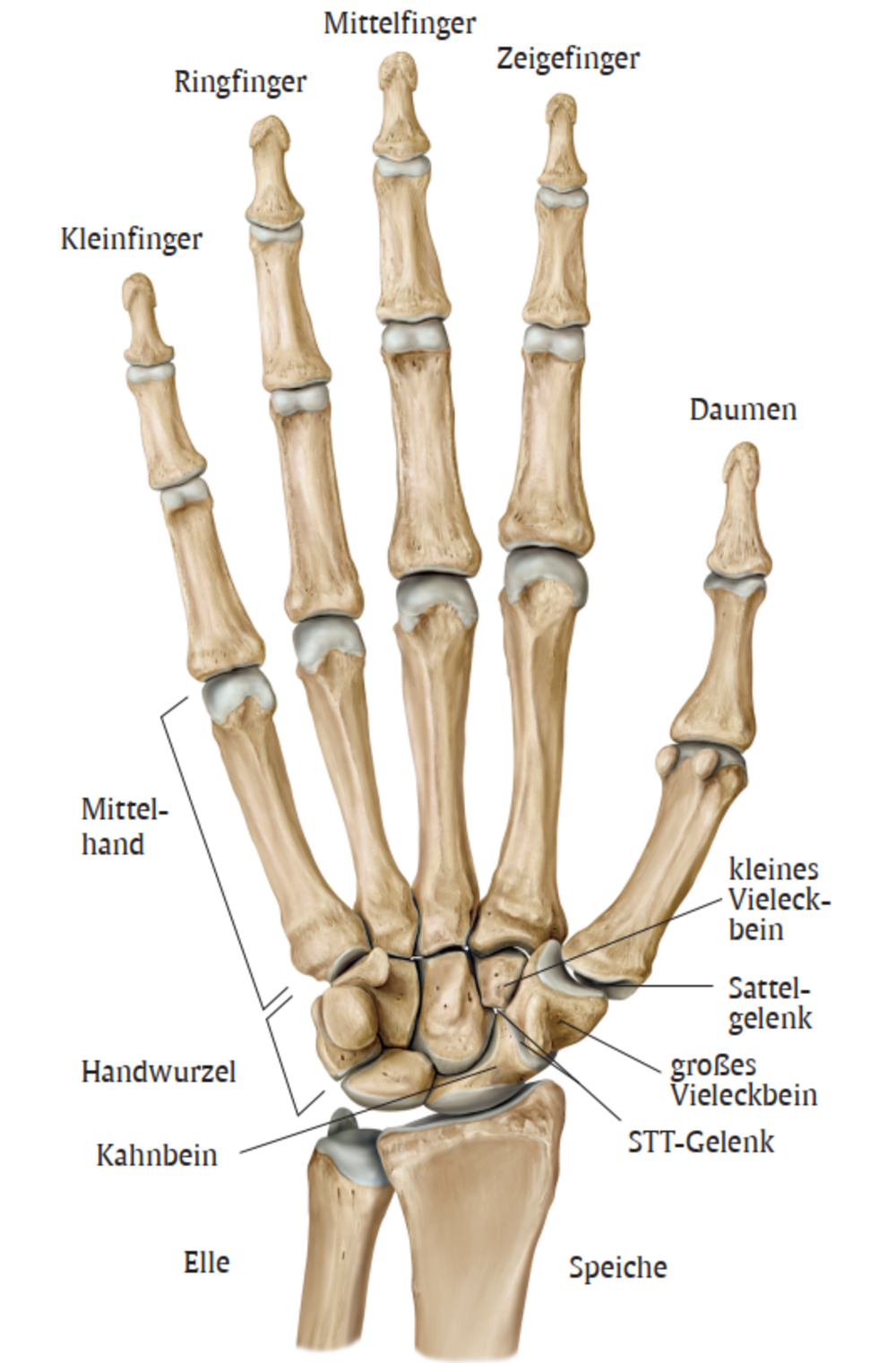 Die Rhiz Und Stt Arthrose Orthopadisch Unfallchirurgisches Zentrum Alb Fils Kliniken